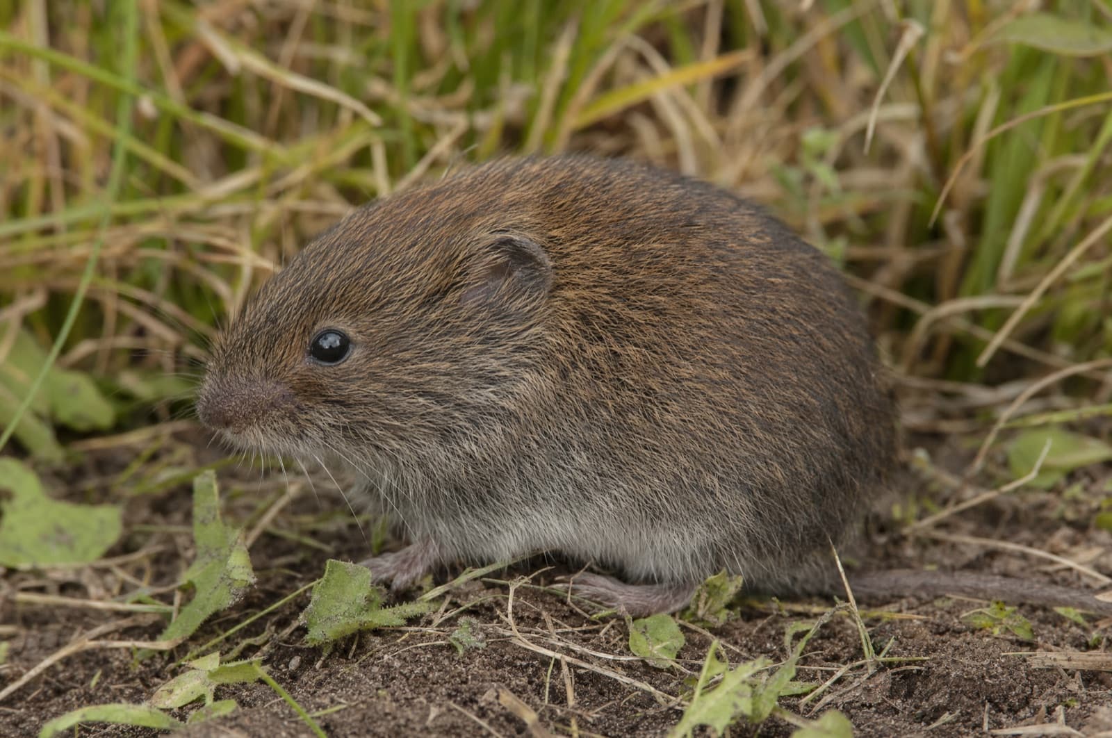 Vole — species photo