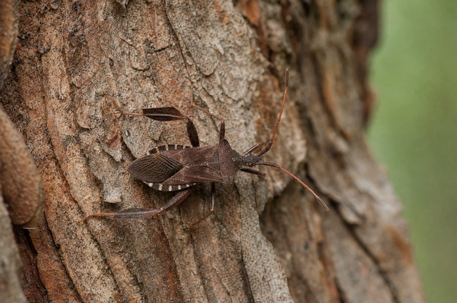 Western Conifer Seed Bug — species photo