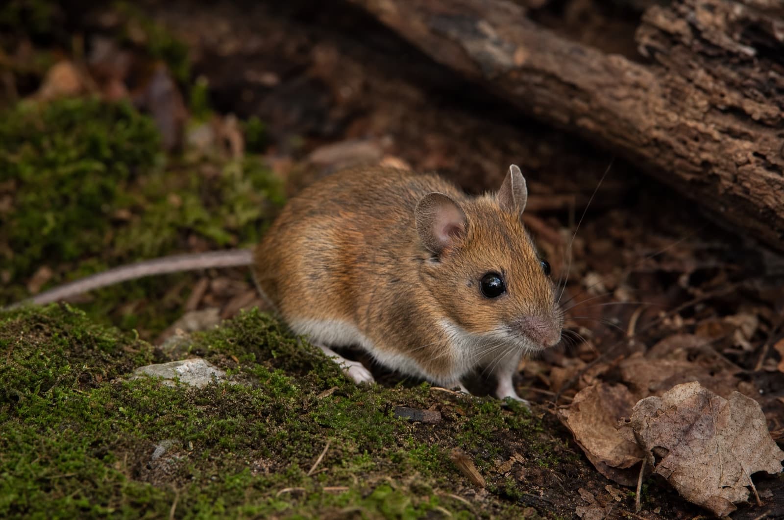 White-footed Mouse — species photo