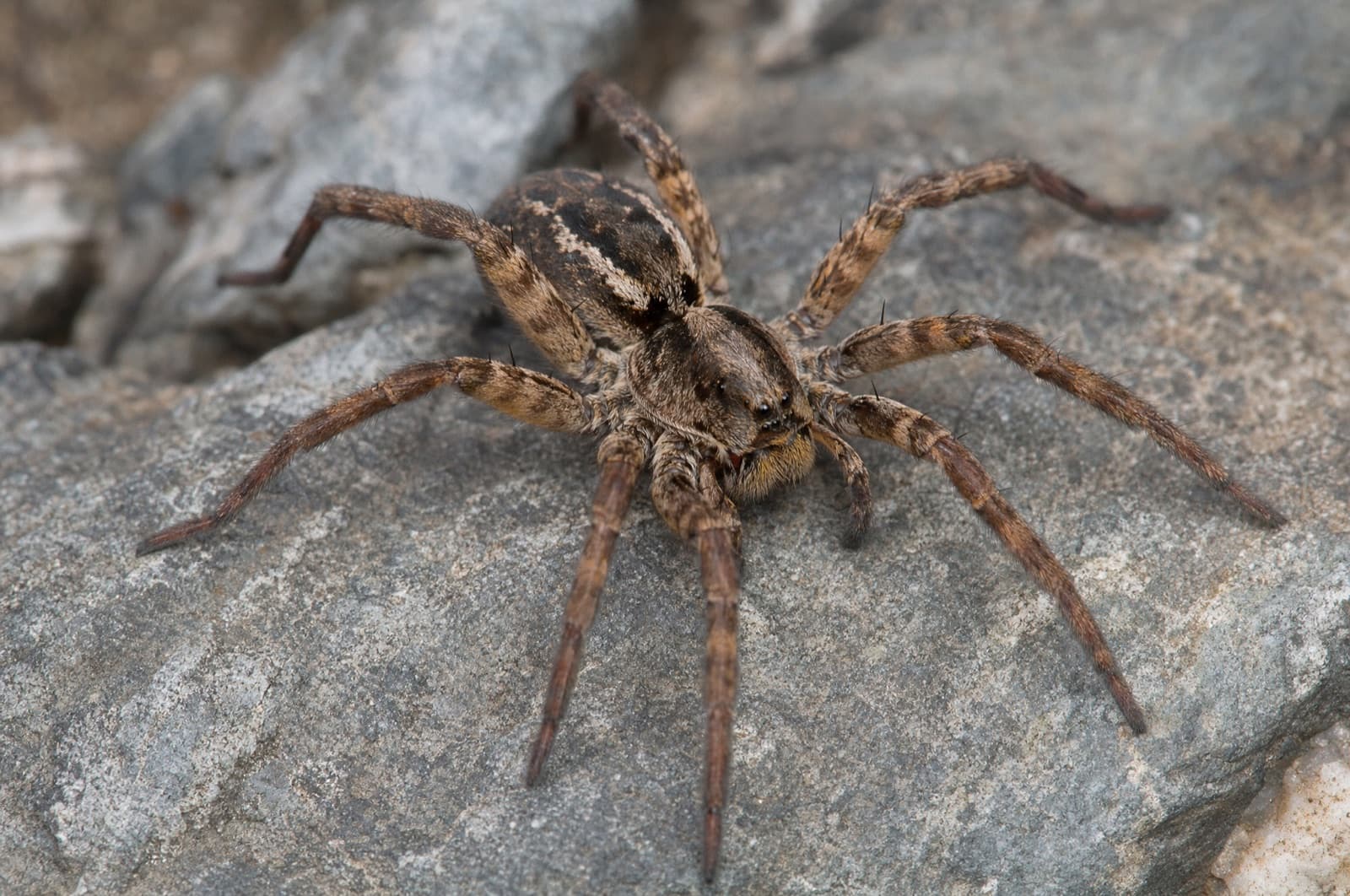 Wolf Spider — species photo