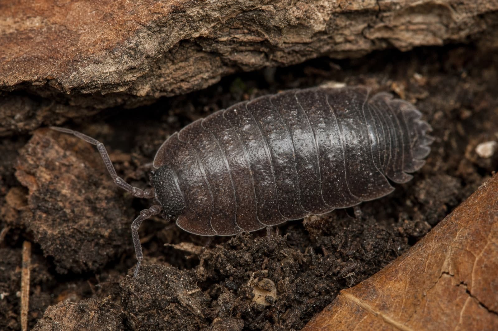 Woodlouse — species photo