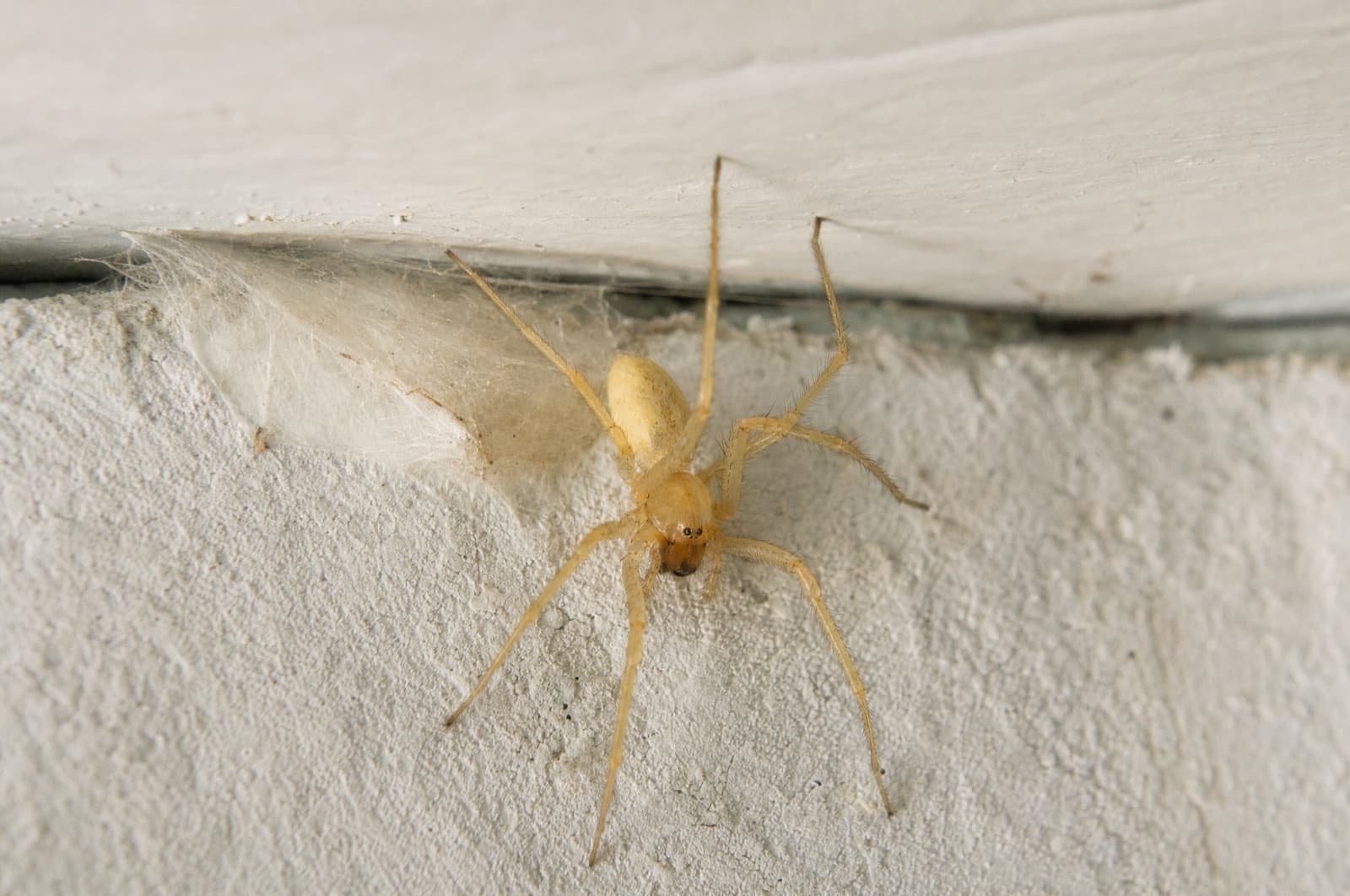 Yellow Sac Spider — species photo