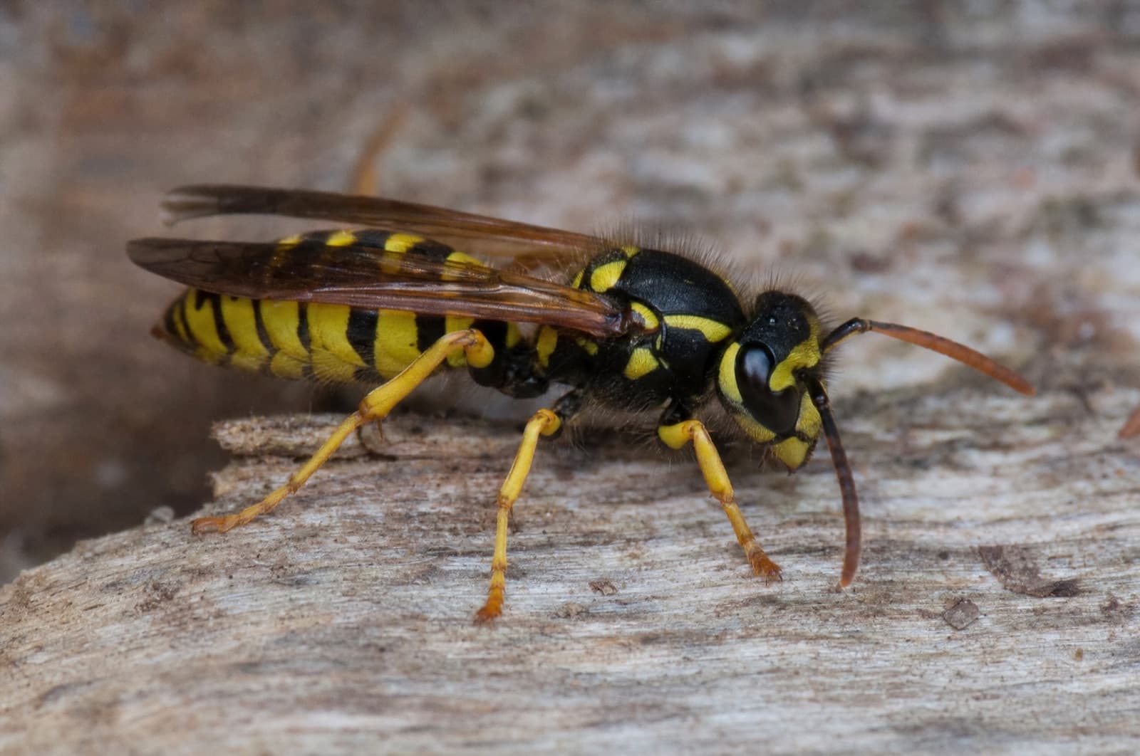 Yellowjacket — species photo