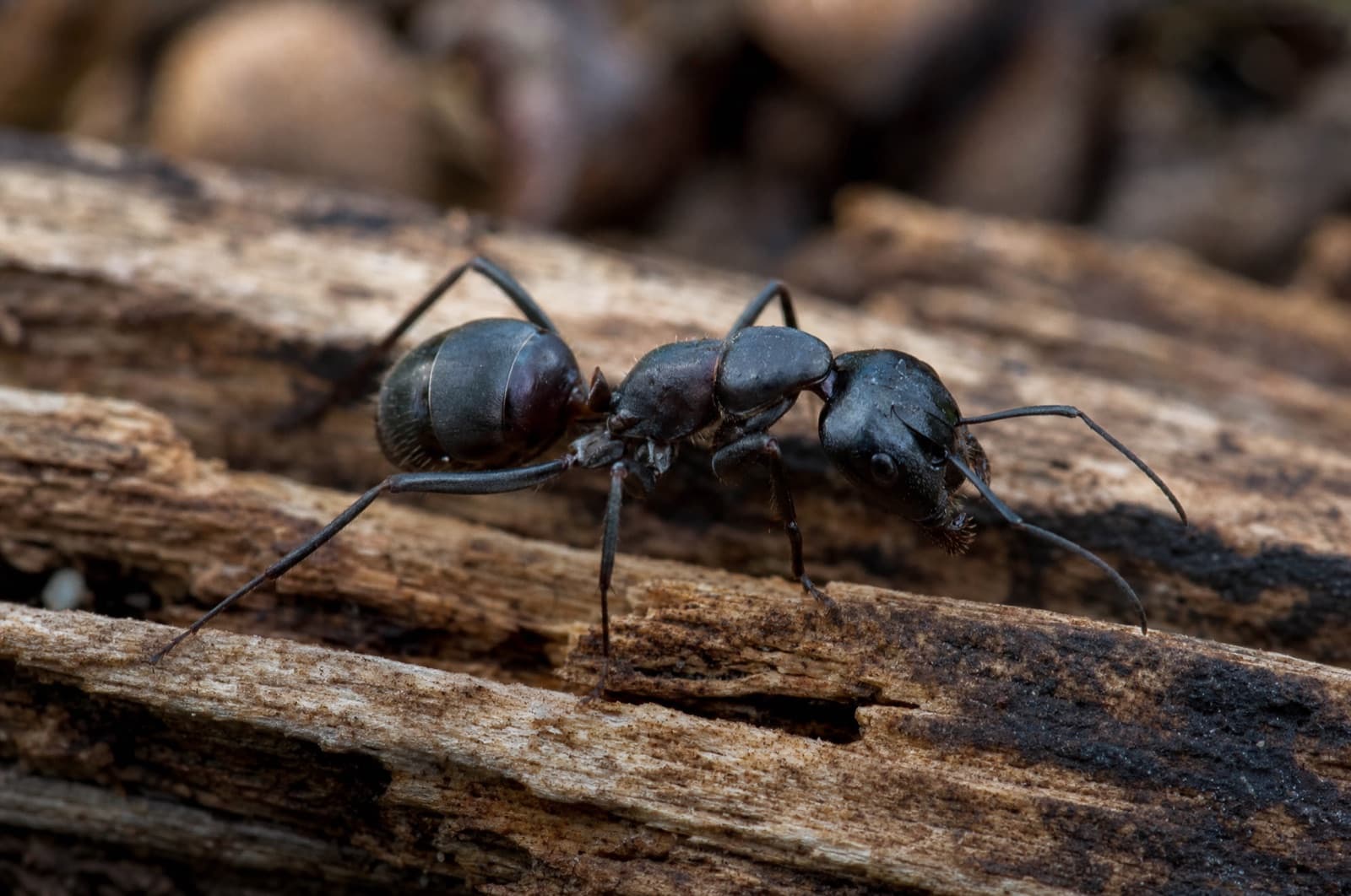 When Do Ants Come Out — NH timing guide
