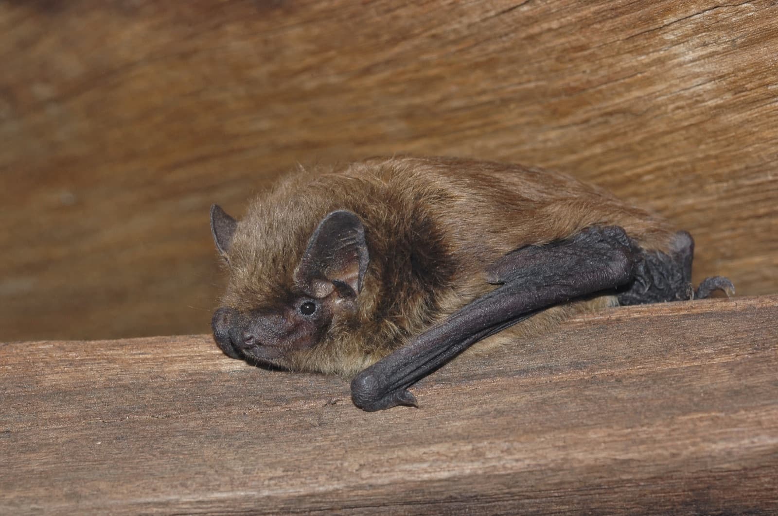 When Do Bats Leave the Attic — NH timing guide