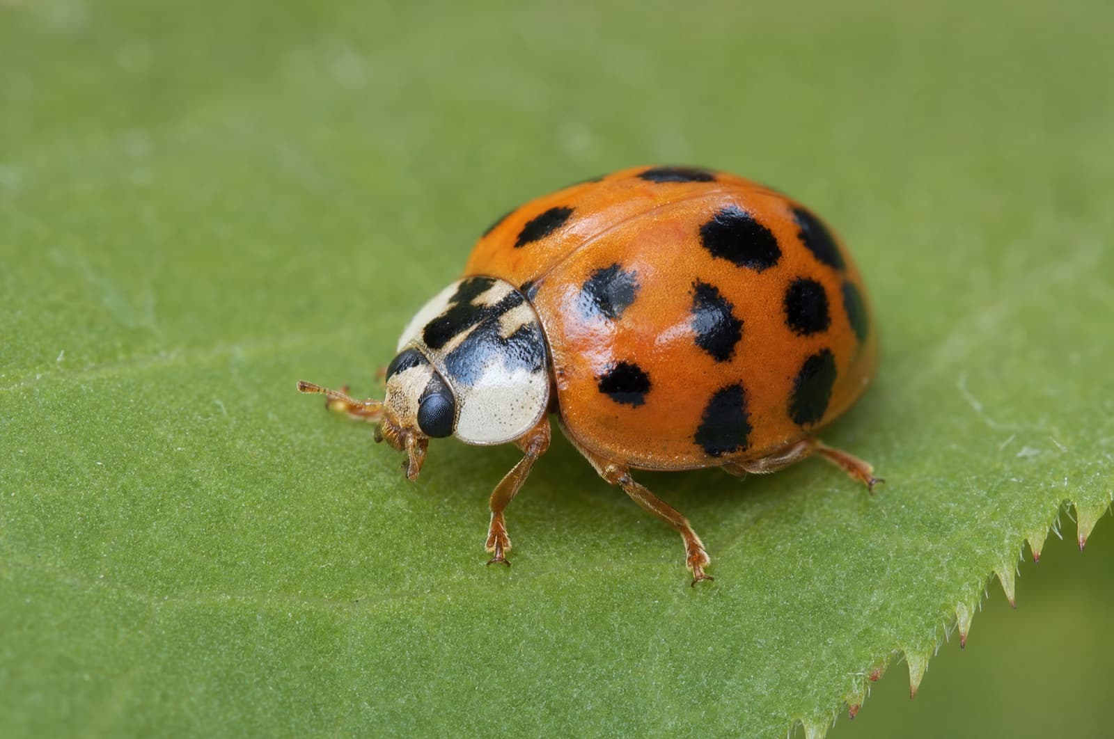 beetles — where they go in a New Hampshire winter