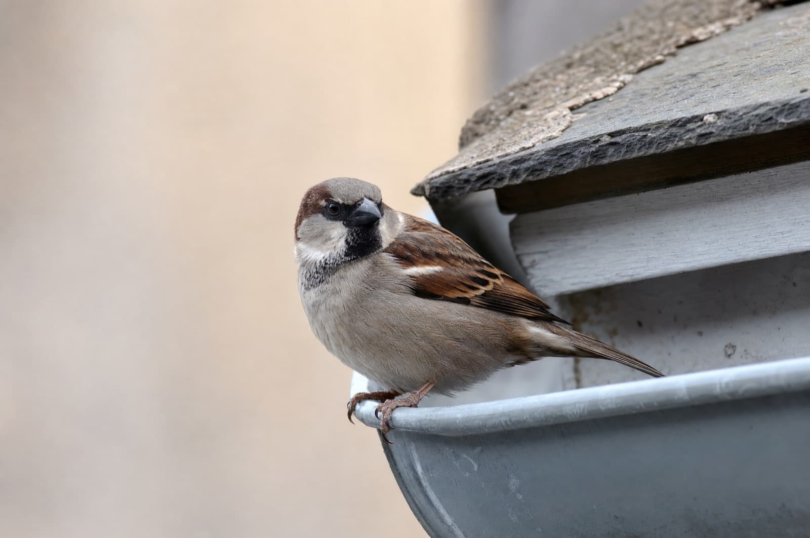 birds — where they go in a New Hampshire winter