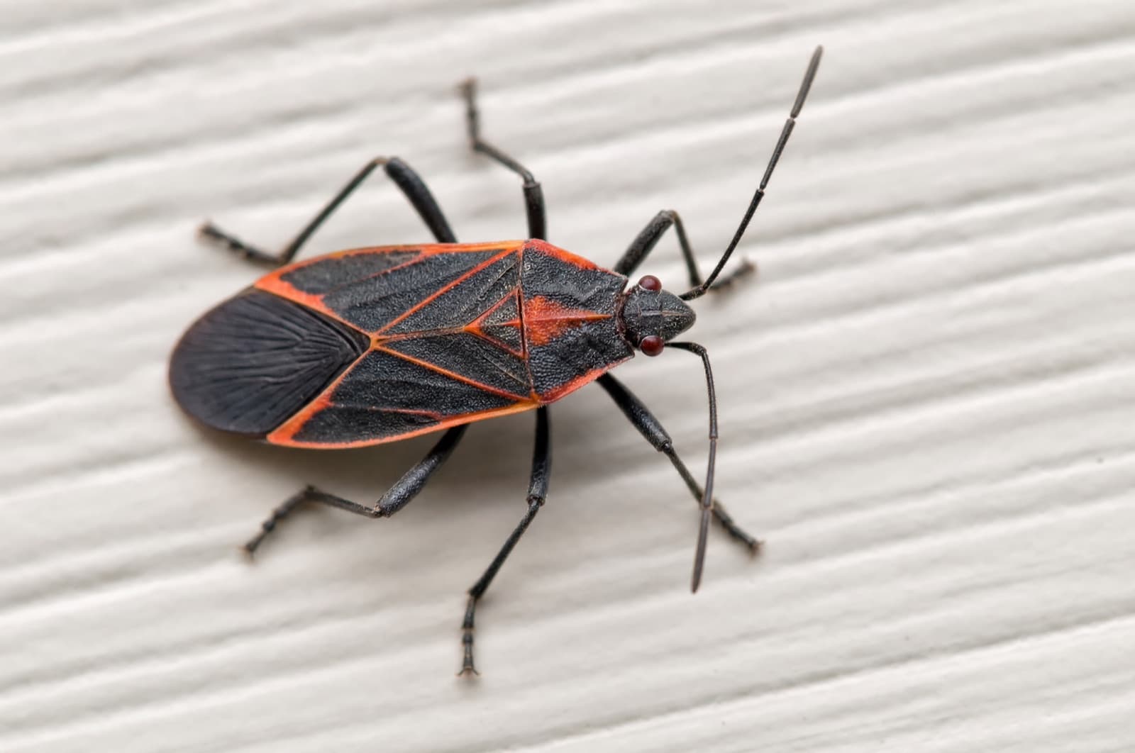 Box Elder Bugs in the House in Winter — NH timing guide