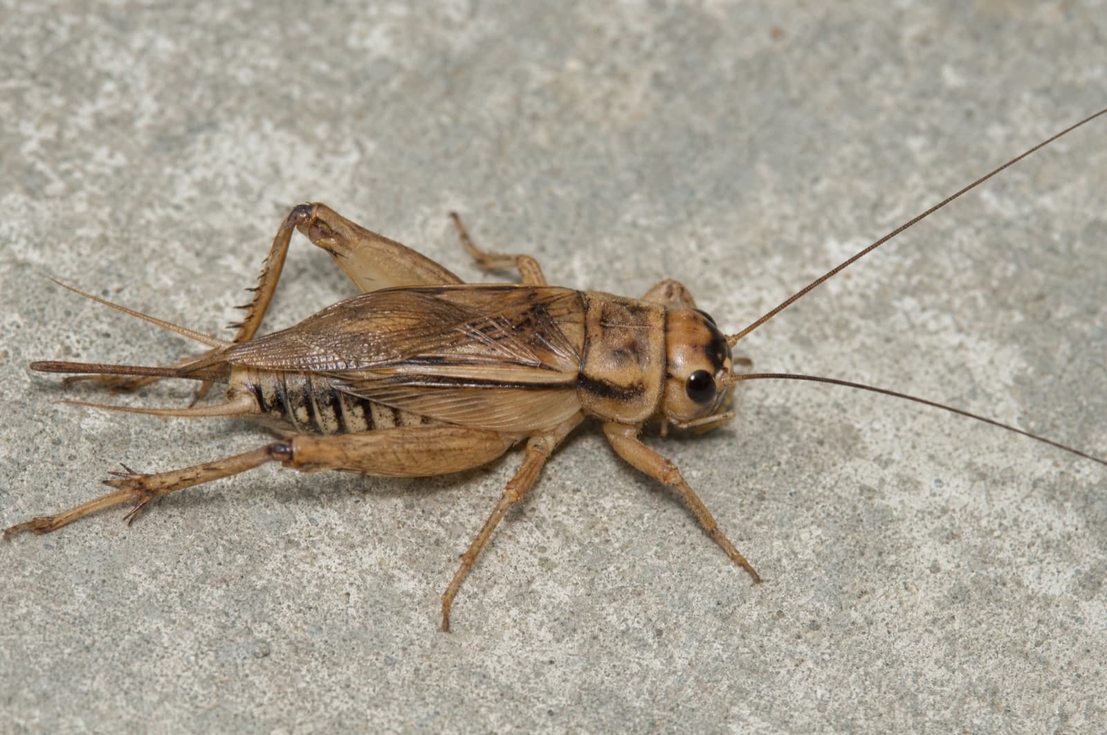 crickets — where they go in a New Hampshire winter