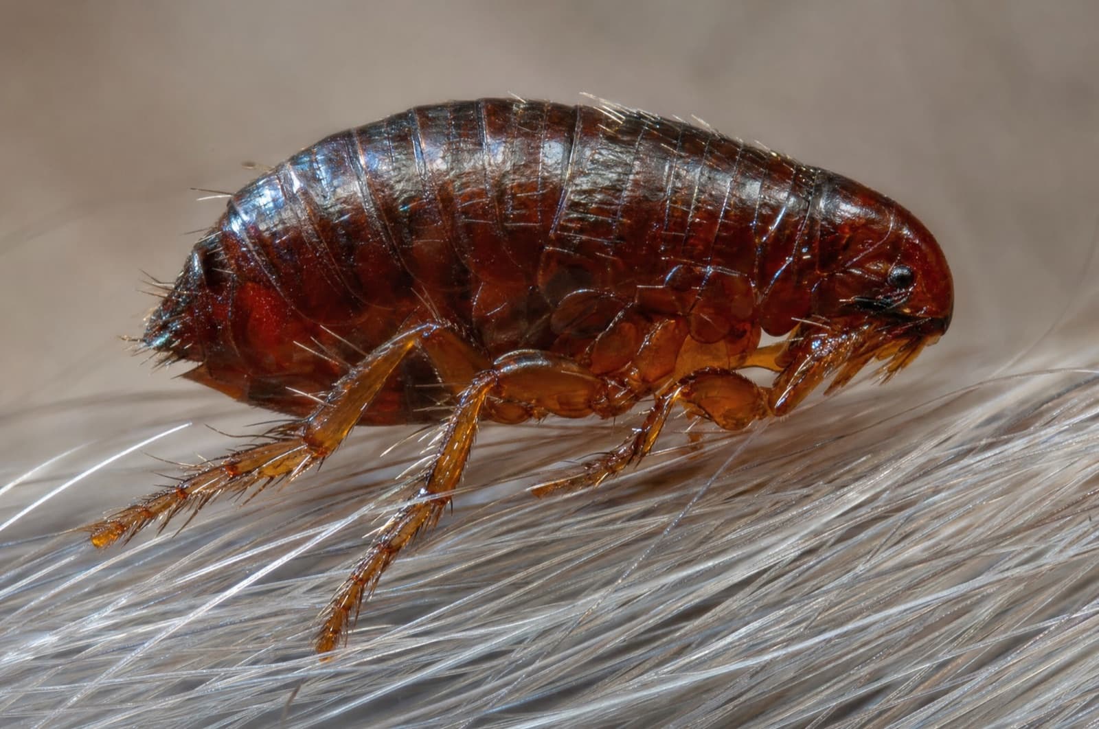 fleas — where they go in a New Hampshire winter