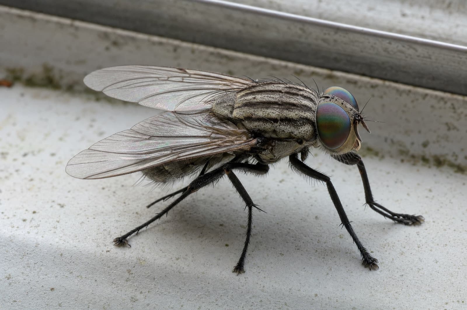 Where Do Flies Go in the Winter — NH timing guide