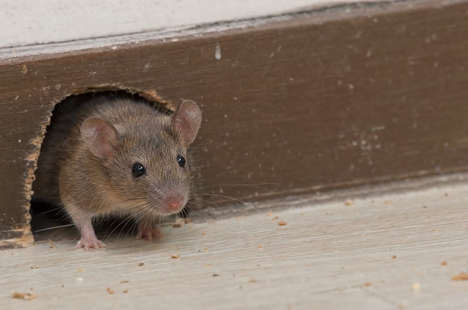 mice — where they go in a New Hampshire winter