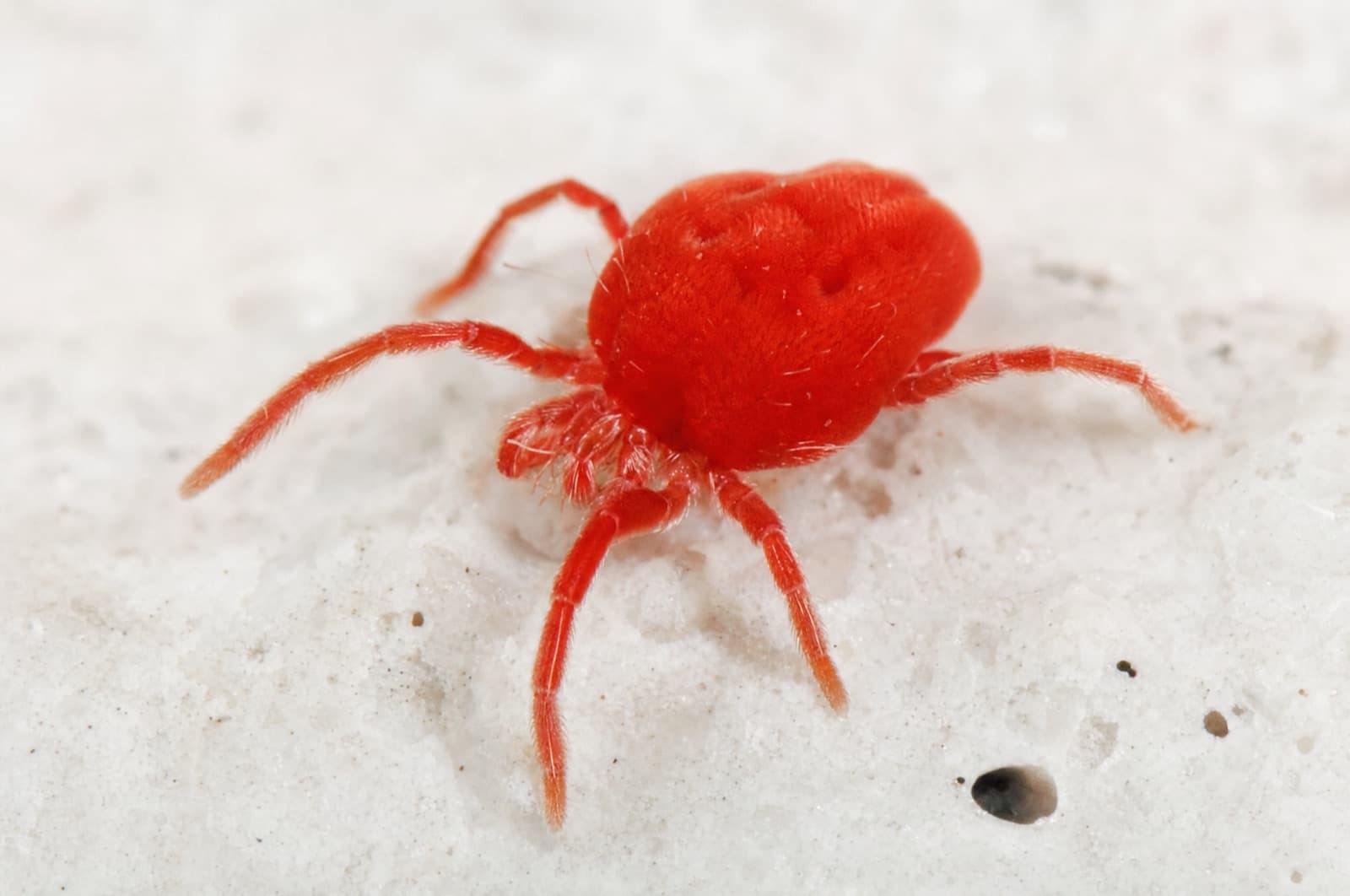 mites — where they go in a New Hampshire winter