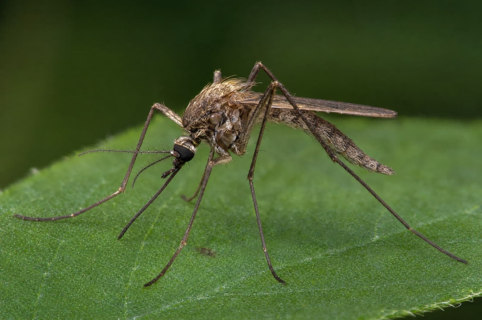 mosquitoes — where they go in a New Hampshire winter