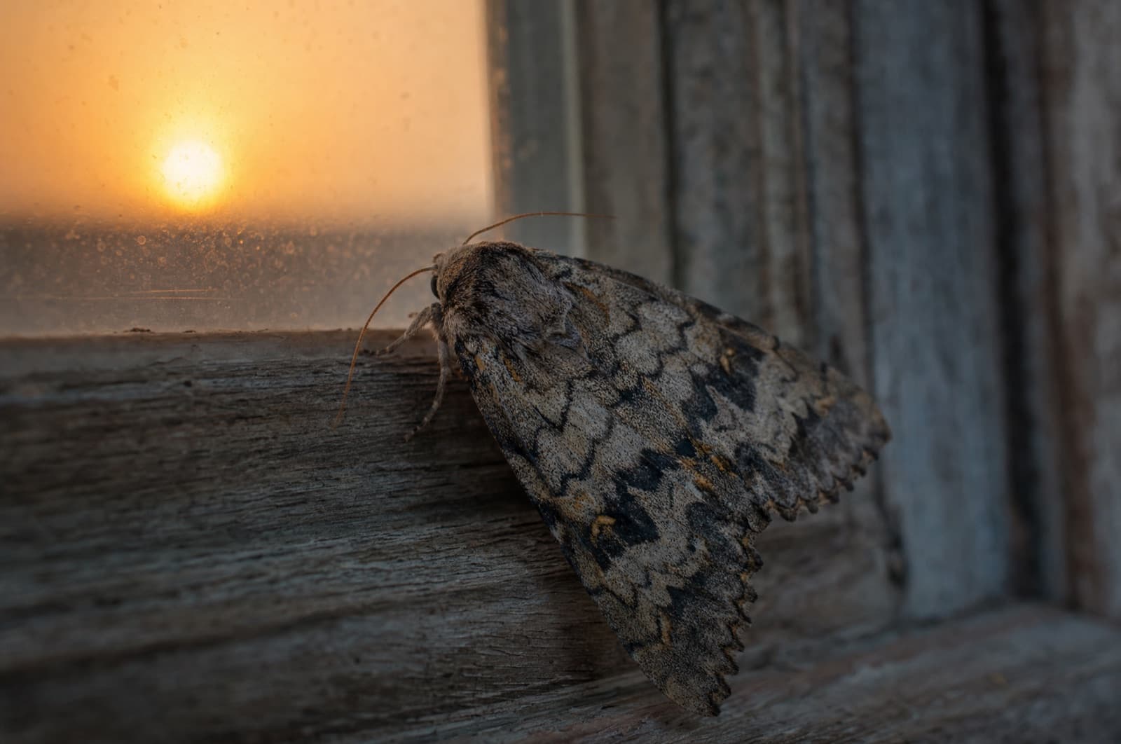 moths — where they go in a New Hampshire winter