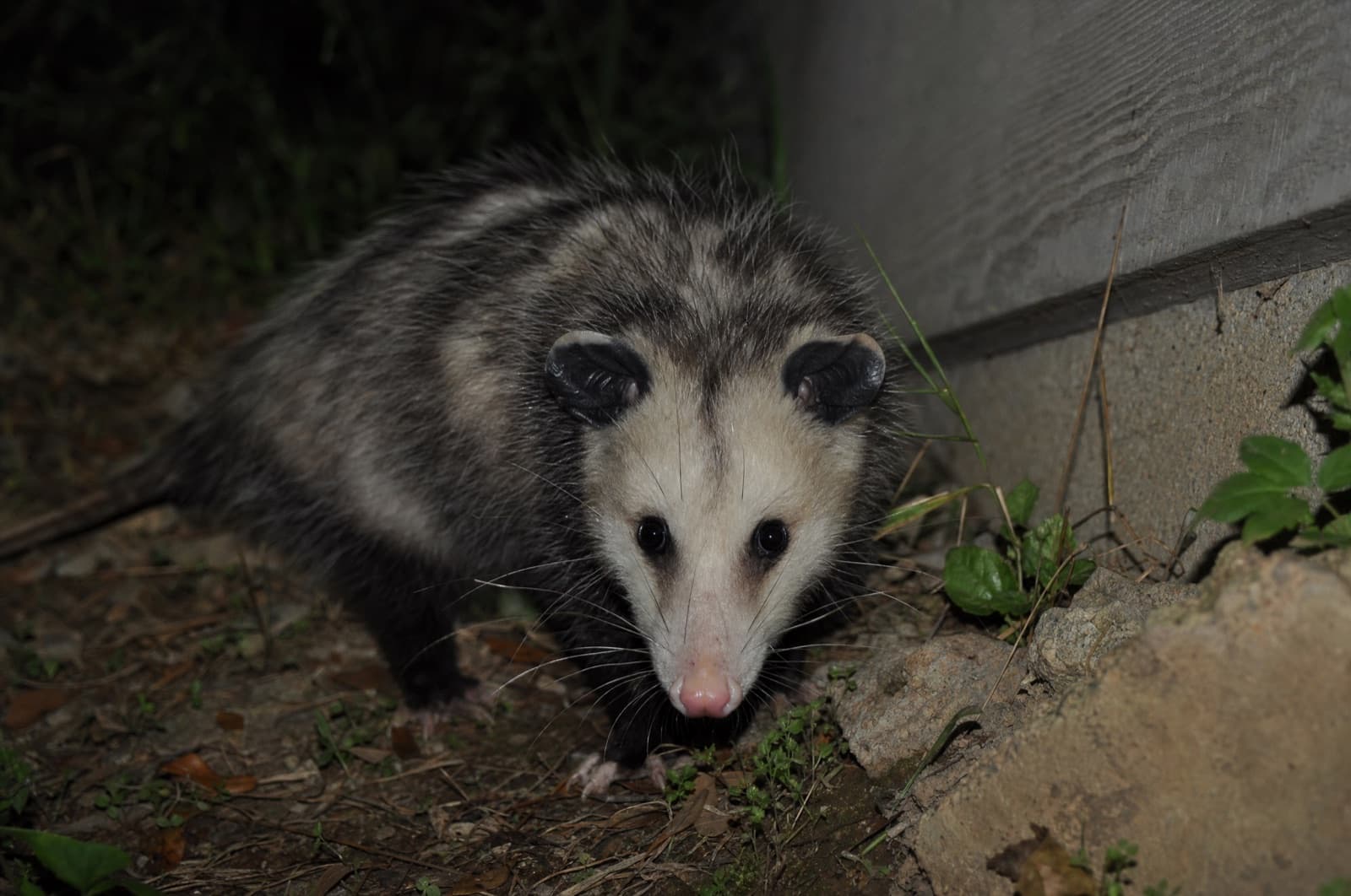 opossum — where they go in a New Hampshire winter