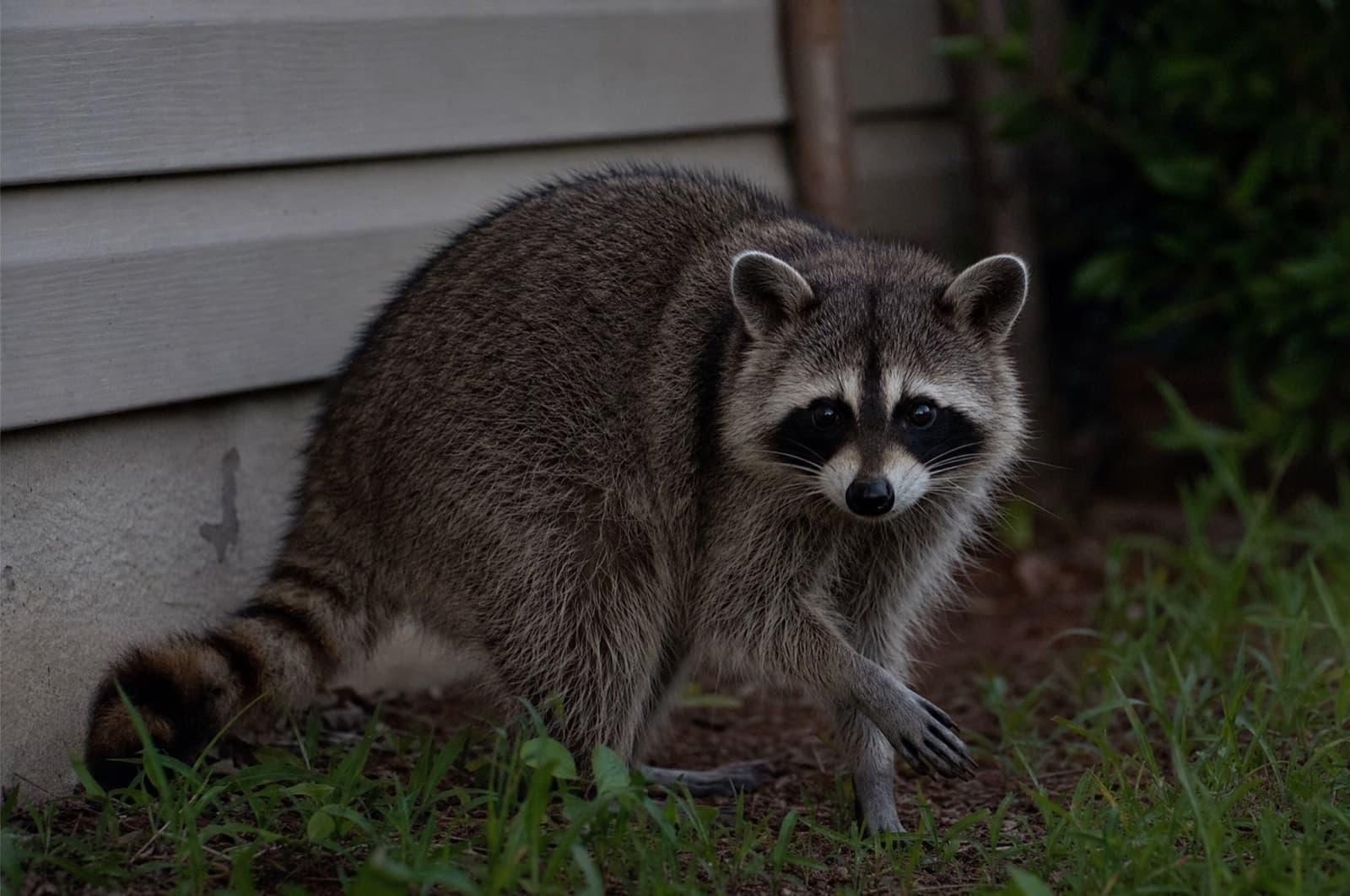 When Are Raccoons Active — NH timing guide