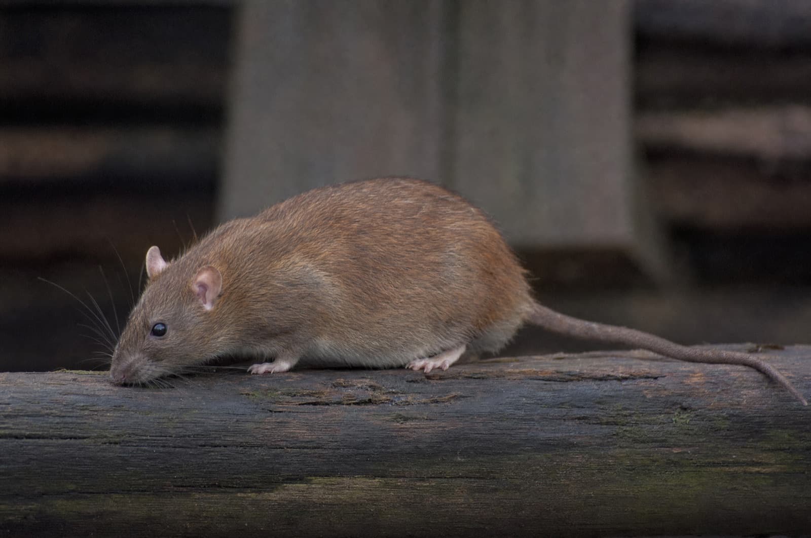 rats — where they go in a New Hampshire winter