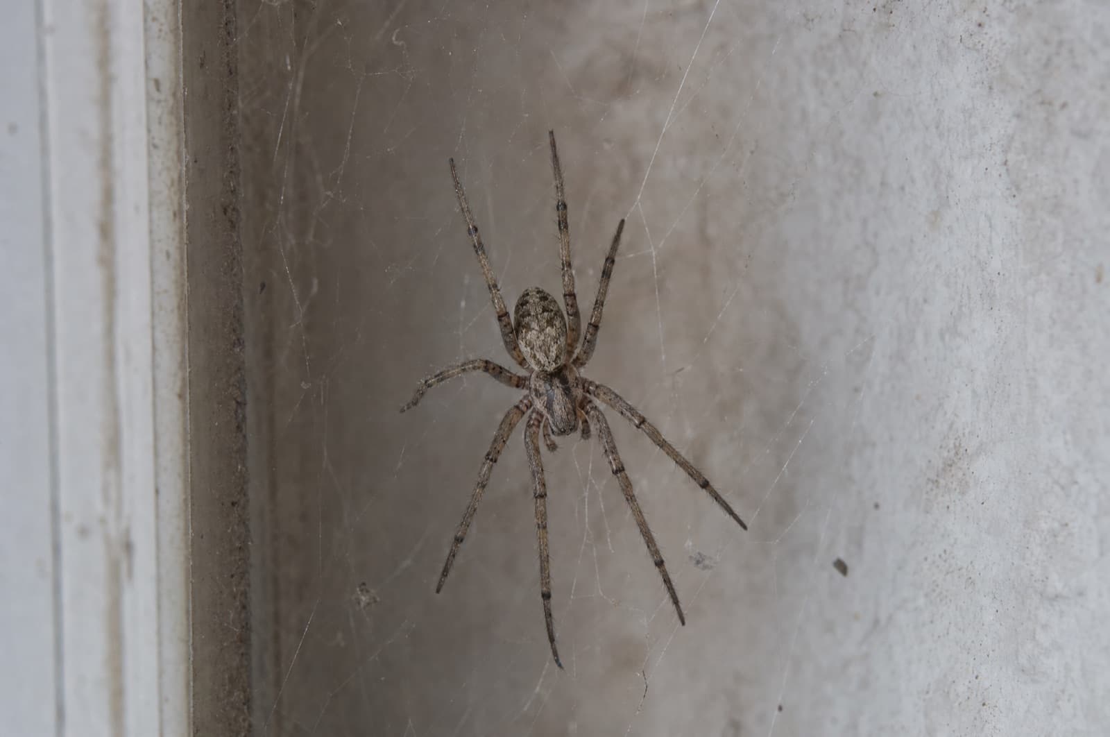 When Are Spiders Most Active in the House — NH timing guide