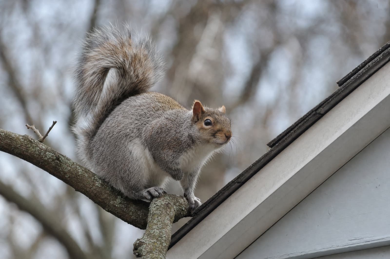 Where Do Squirrels Go in the Winter — NH timing guide