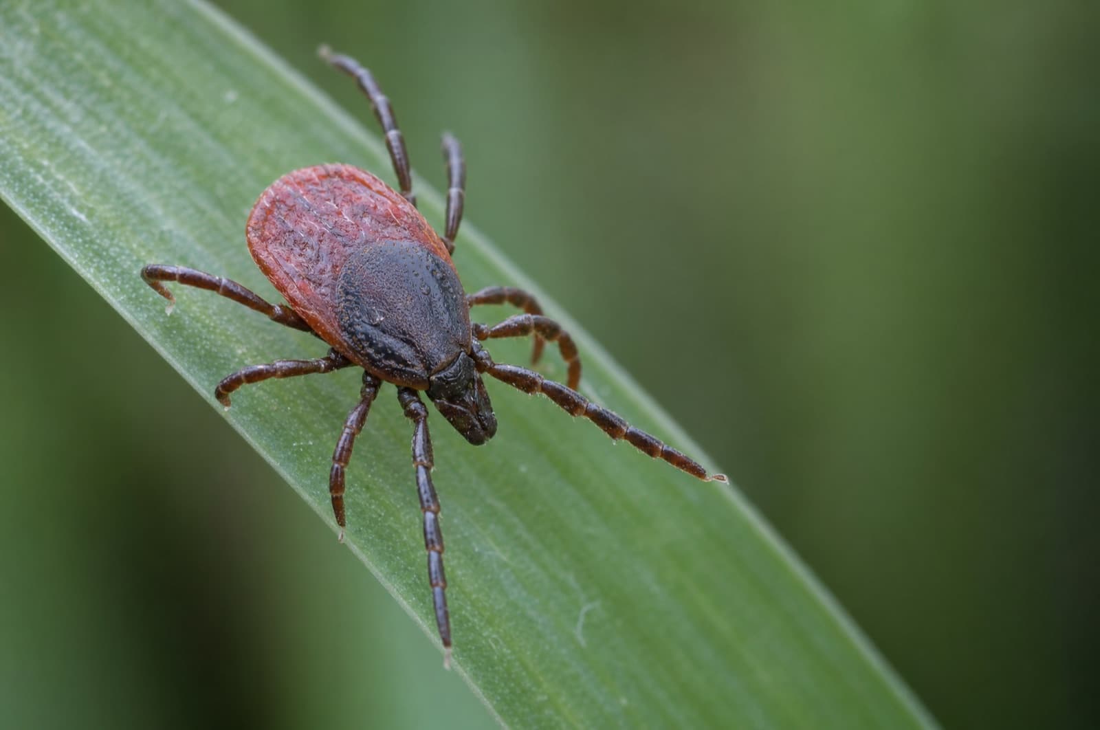ticks — where they go in a New Hampshire winter