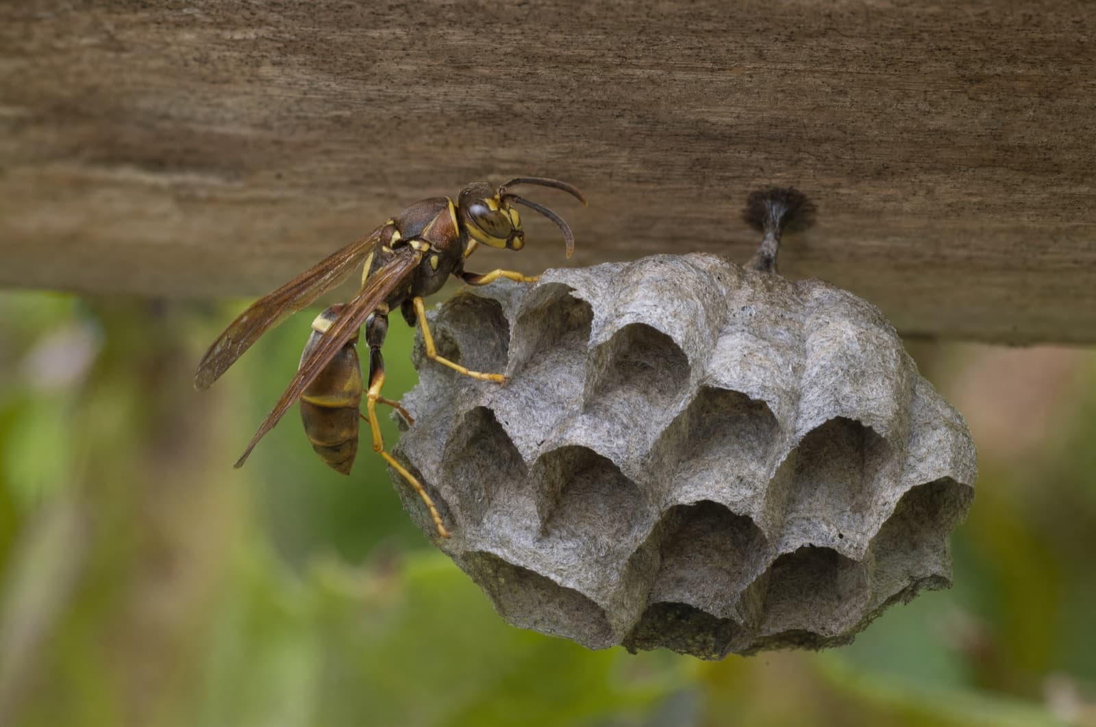 wasps — where they go in a New Hampshire winter