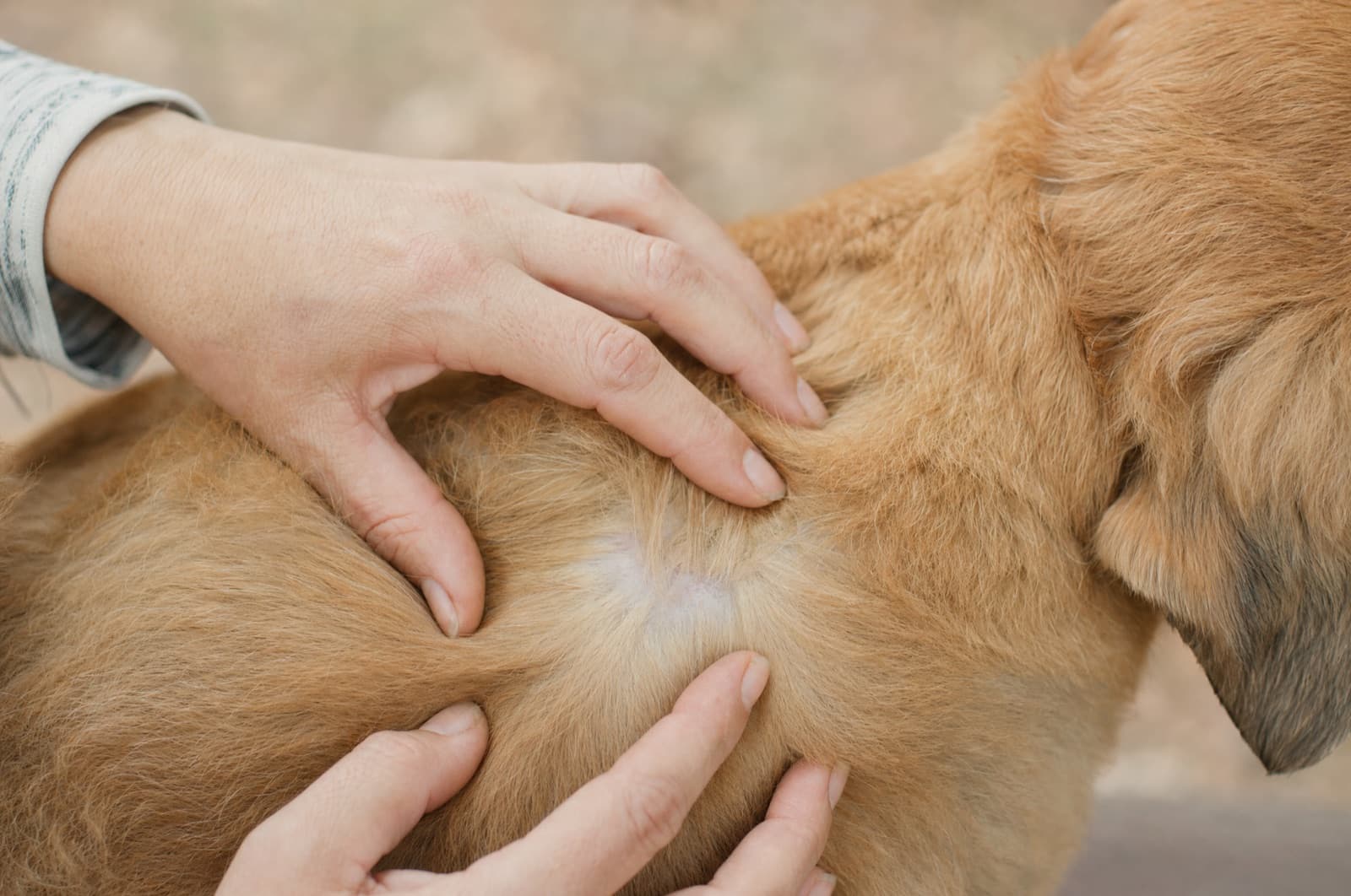 How to Safely Remove a Tick From a Cat at Home
