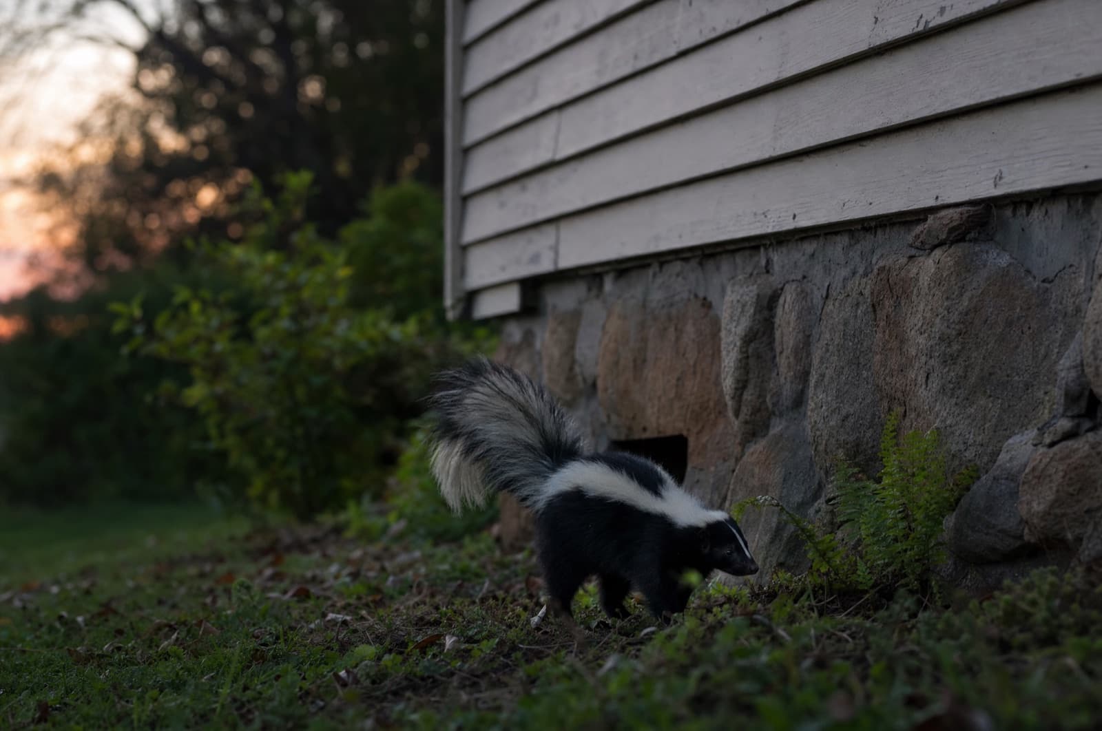 Skunk-like smell — likely source
