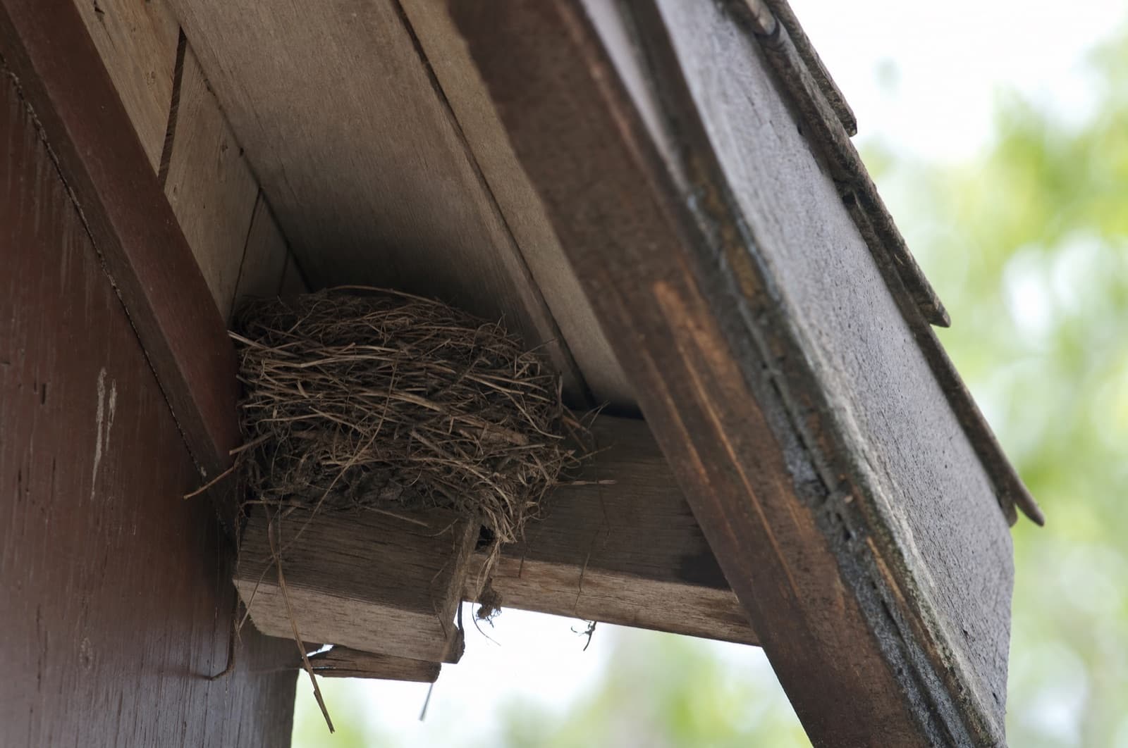The abandoned bird nest — now removed — the condition behind mite pressure