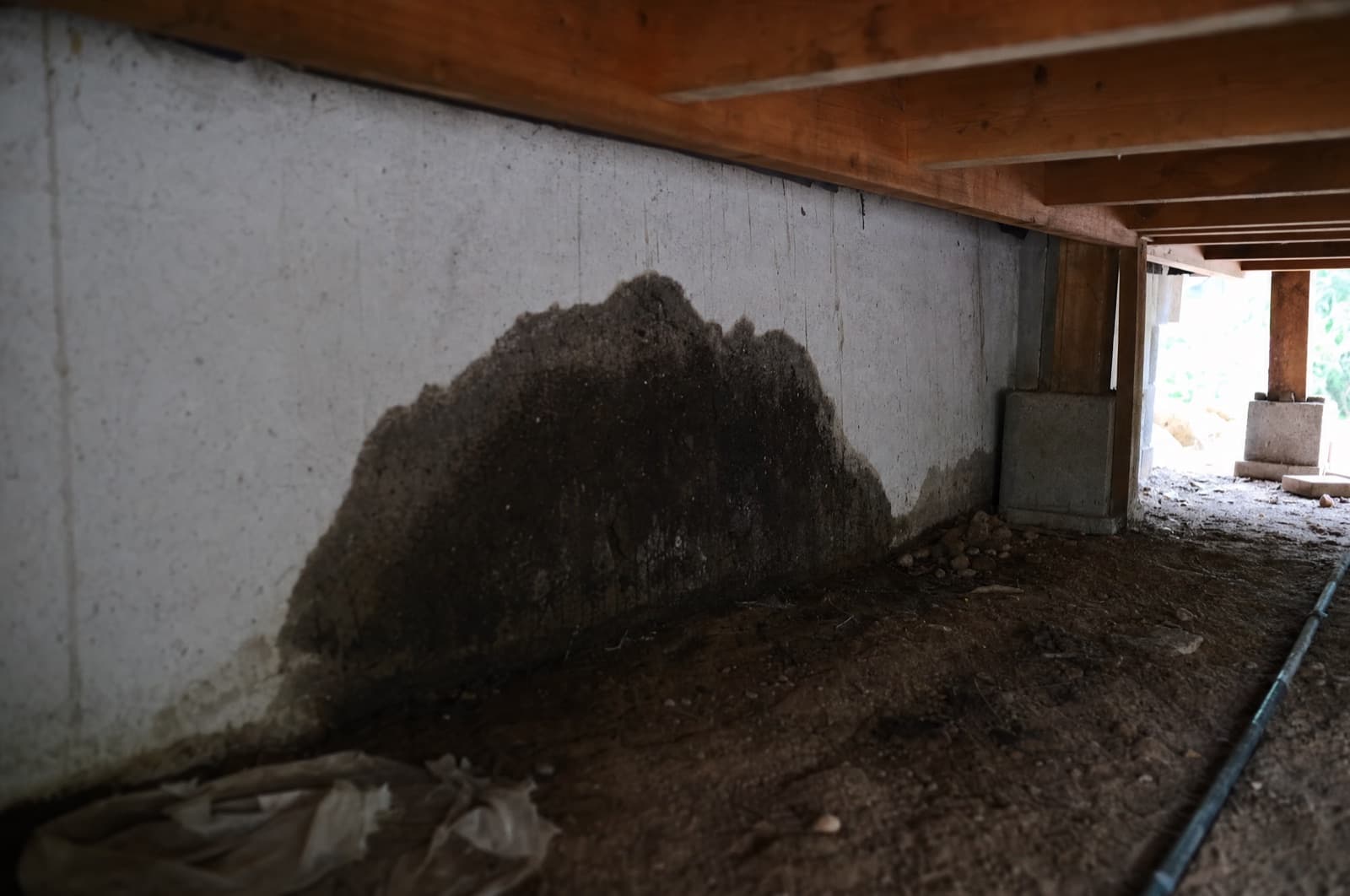Basement dampness plus wood close to the foundation wall — the condition behind termite pressure