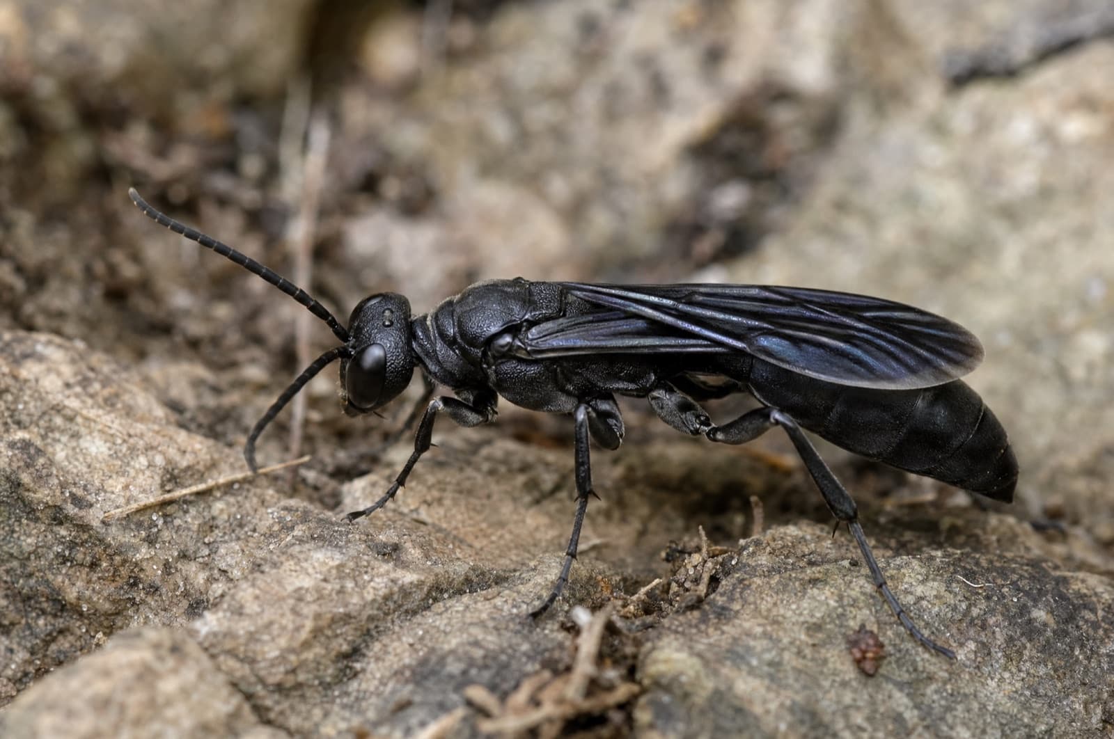 Great Black Wasp — identification photo