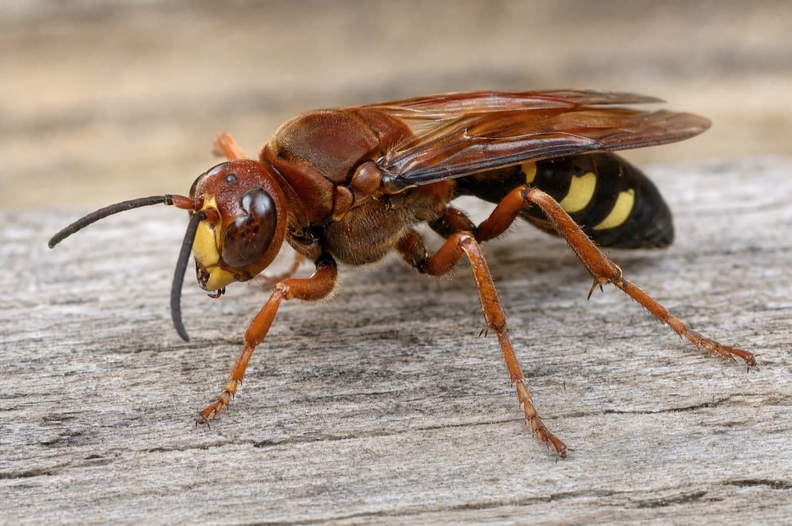 Cicada Killer Wasp in NH — identification photo