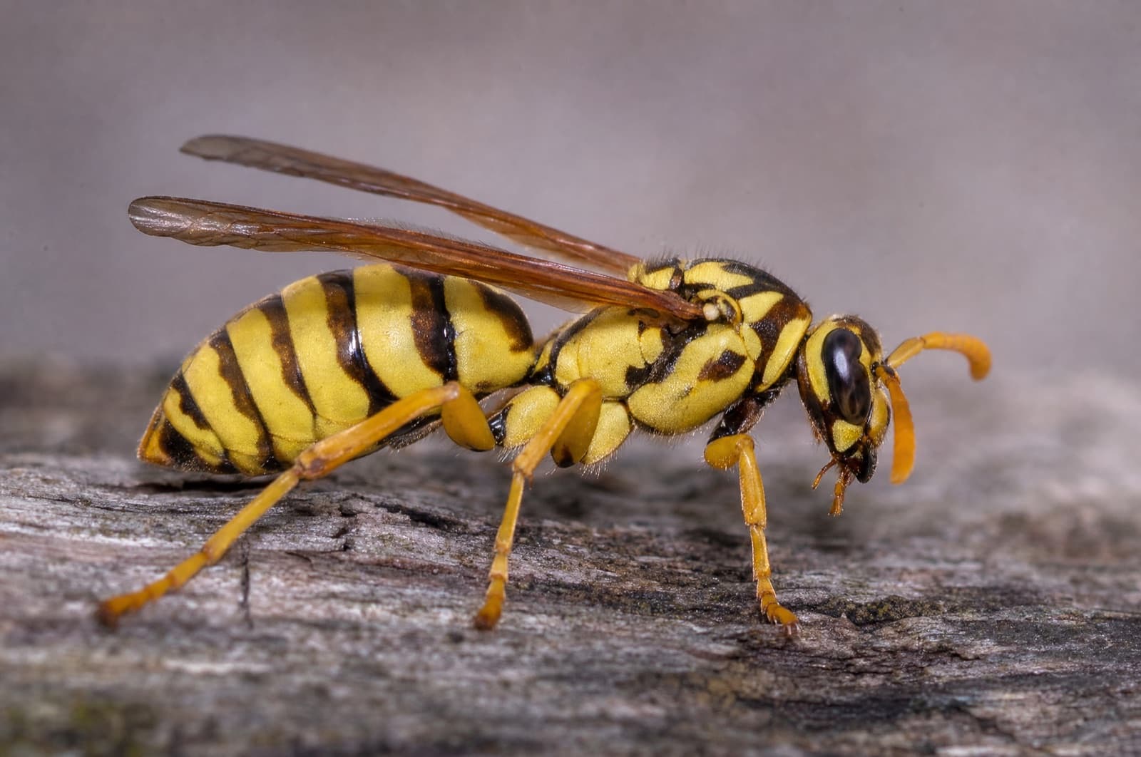 Executioner Wasp — identification photo