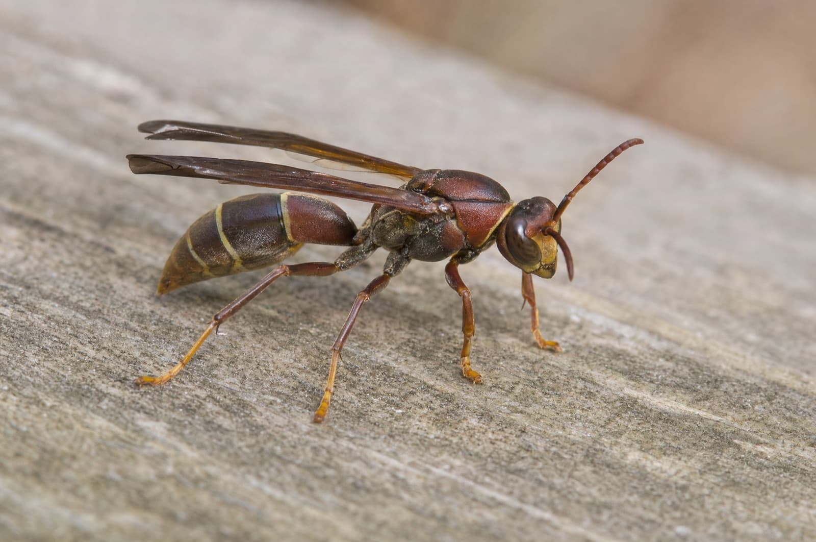 Paper Wasps in New Hampshire — identification photo