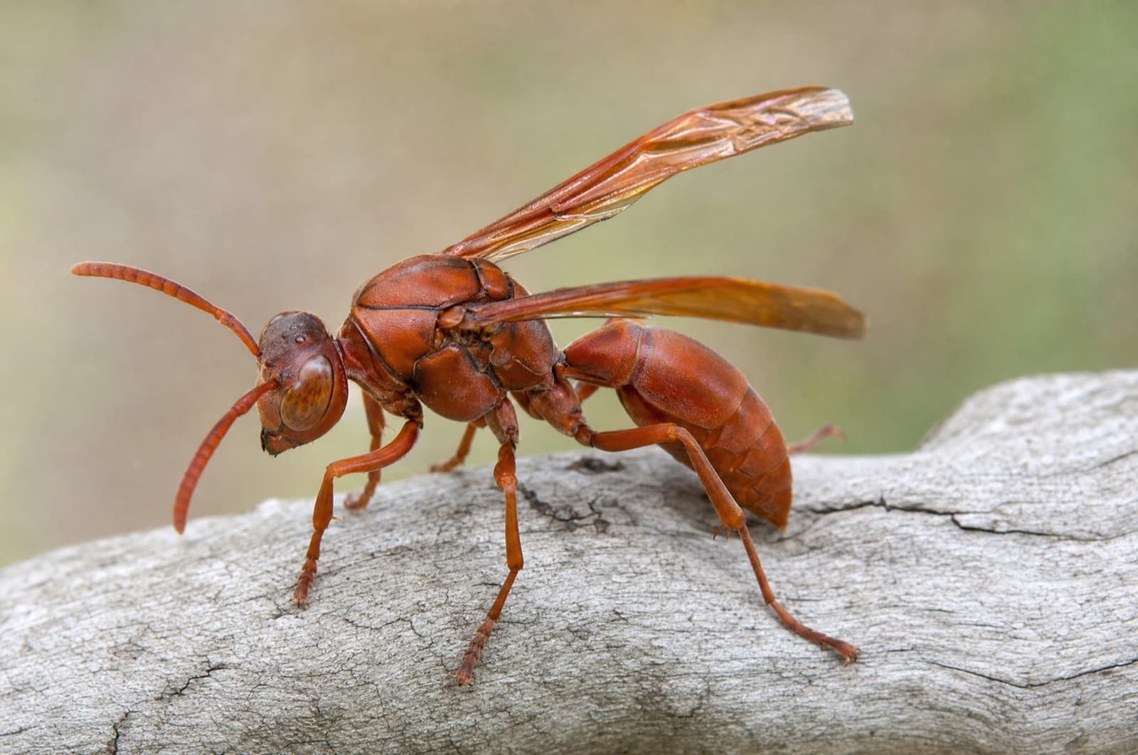 Red Wasp — identification photo
