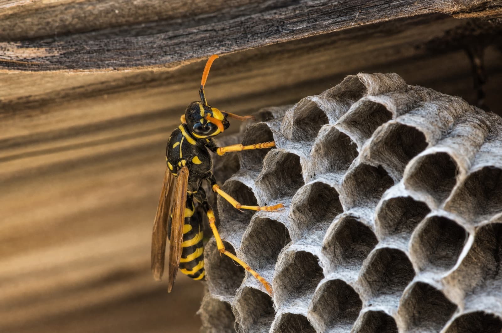 Types of Wasps in New Hampshire — identification photo