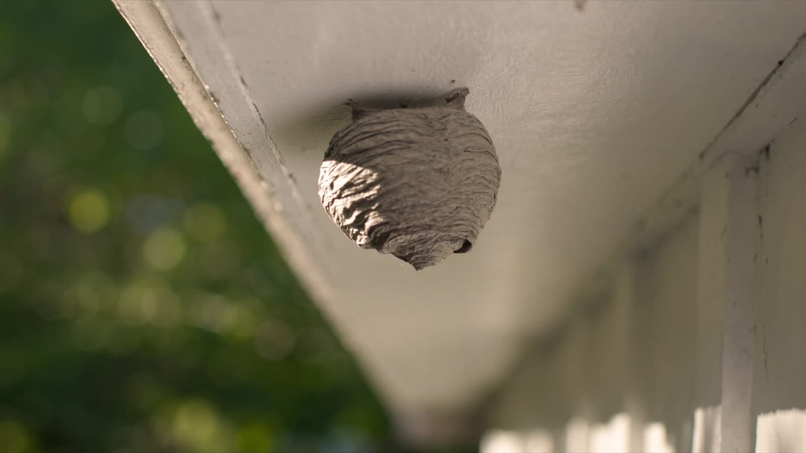 A grey paper-wasp nest under the eave of a New Hampshire home