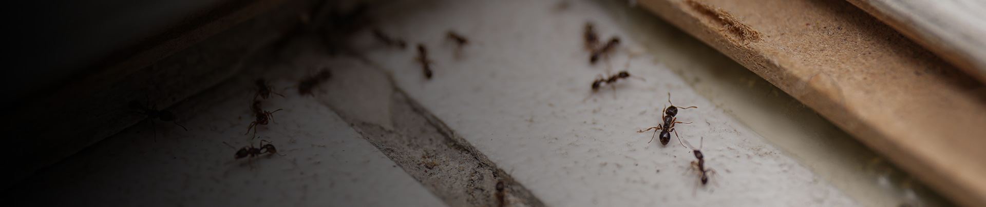 background for Bedford Ant Pest Control