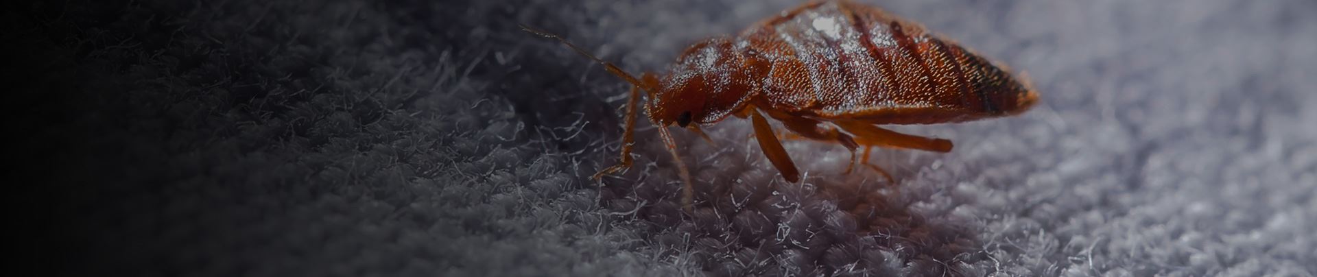 background for Lawrence Bed Bug Treatment