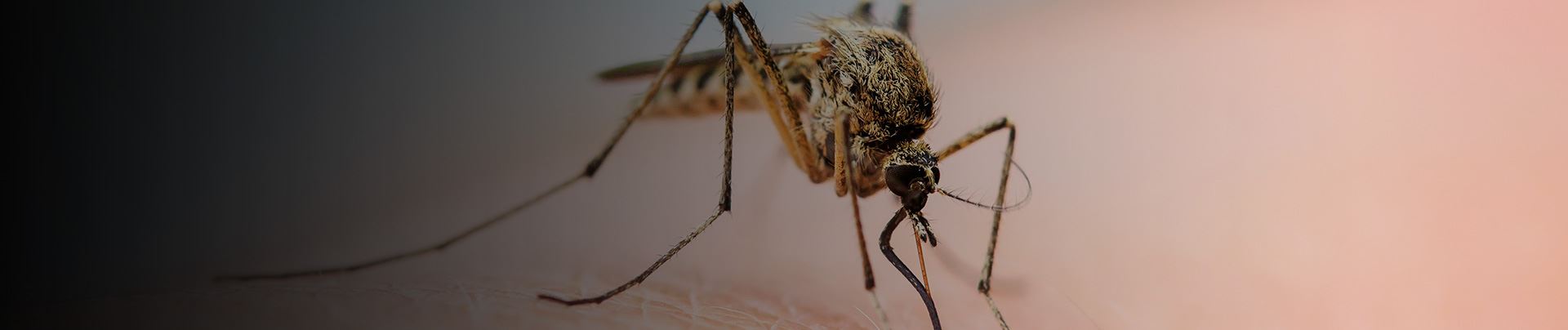 background for Nashua Mosquito Control