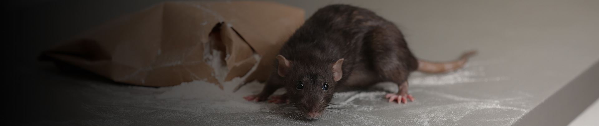 background for Manchester, NH – Rodent Control
