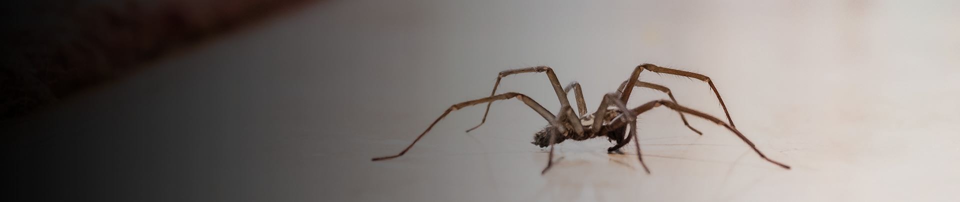 background for Lawrence Spider Pest Control