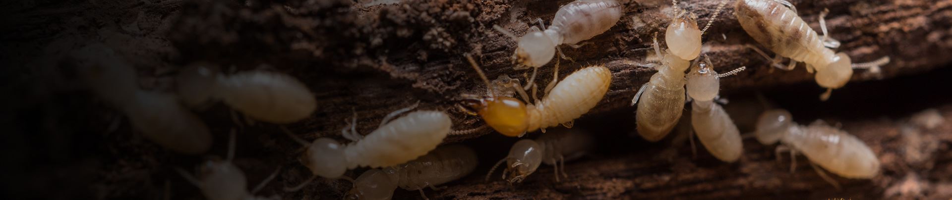 background for Loudon Termite Treatment