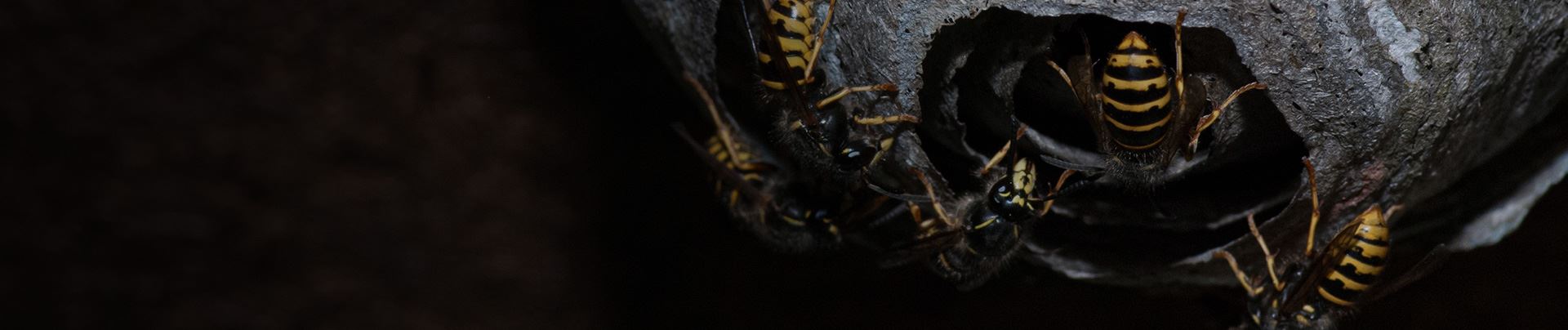 background for Lawrence Wasp Removal