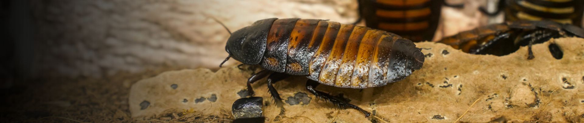 background for Lawrence Cockroach Control