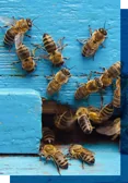 Bees