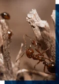 Ants Control